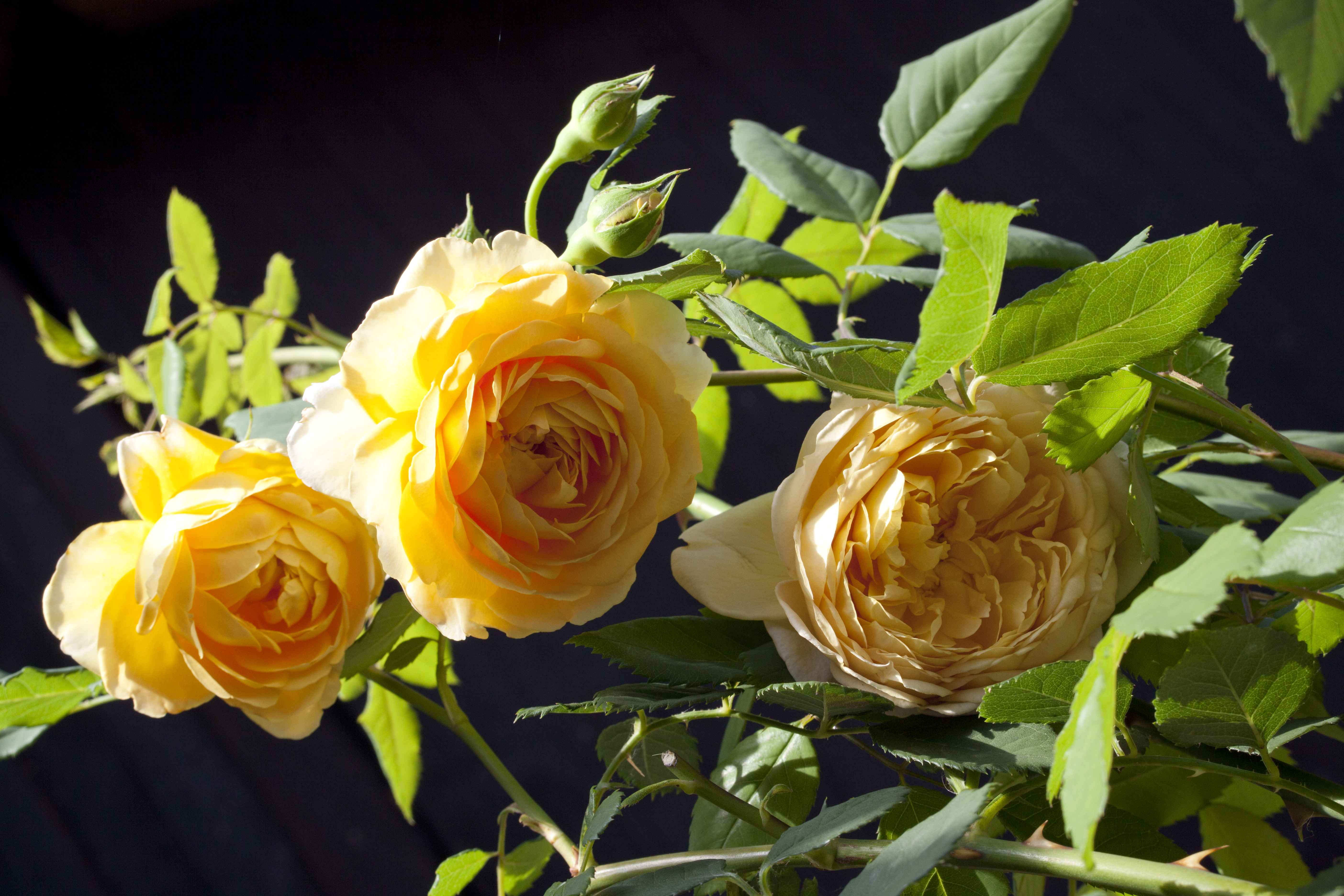 Bild eines Rosenstocks, Susanne Wirth